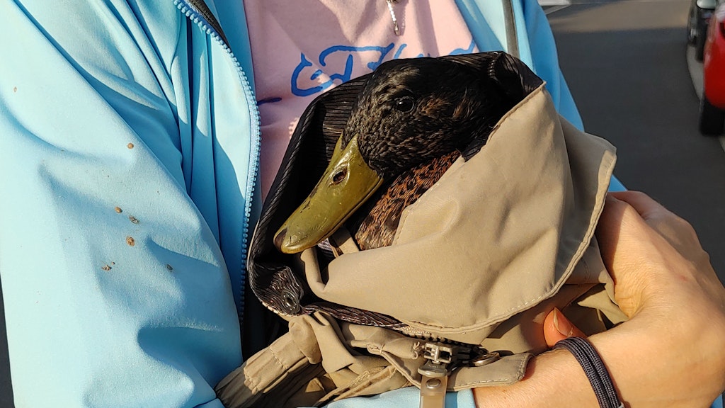 Eine Mitarbeiterin des Tierschutzvereins Wachtberg hält eine zusammengekauerte Ente auf dem Arm. 
