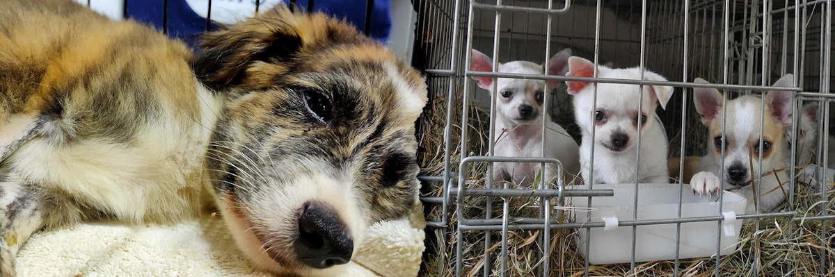 Achtung, tödliche HundeSeuche! Tierschützer warnen vor der Ausbreitung