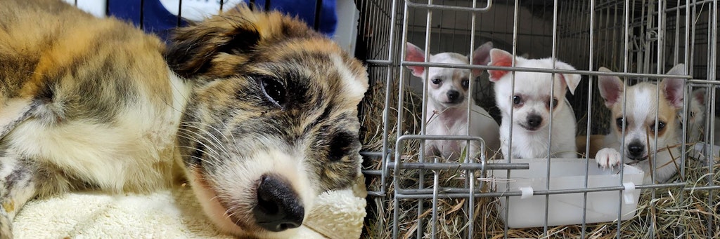 Die meisten Hundewelpen, die sich mit der Viruserkrankung infizieren, sterben. Rechts: Hunde aus dem illegalen Handel werden oft unter unwürdigen Bedingungen gehalten.