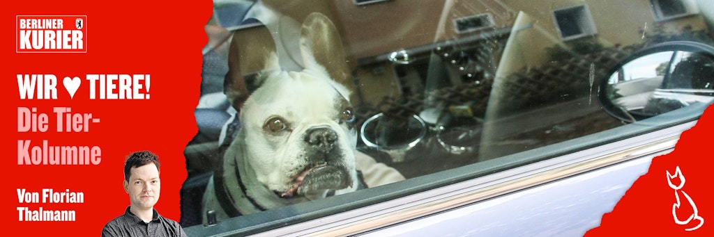 Immer wieder lassen Hundebesitzer ihre Tiere im Sommer im Auto – und das kann für den Vierbeiner schnell zur Todes-Falle werden.