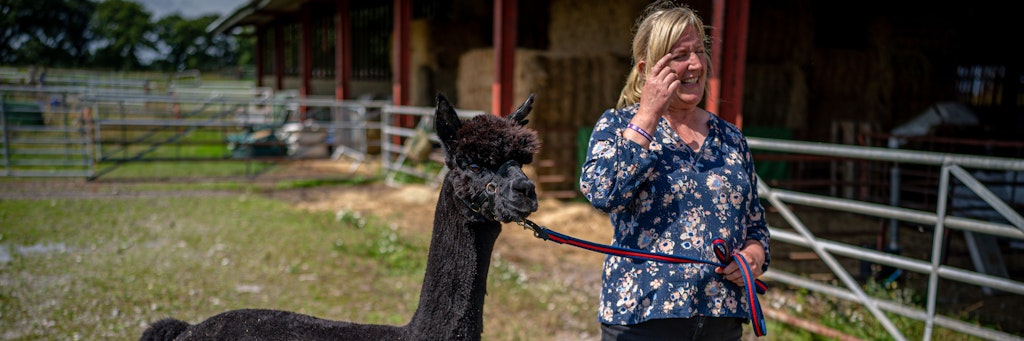 Besitzerin Helen Macdonald und Alpaka Geronimo stehen im Biosicherheitsstall auf der Shepherds Close Farm. 