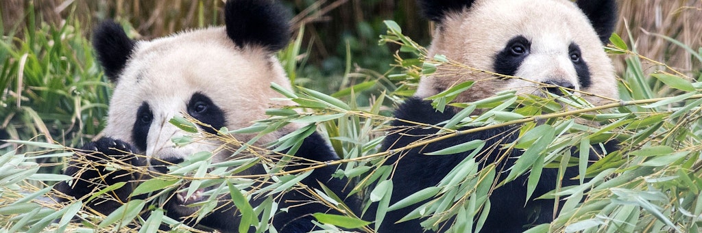 Die Panda-Jungen Pit und Paule gehören zu den Stars im Berliner Zoo, der wegen Corona große finanzielle Probleme hat.