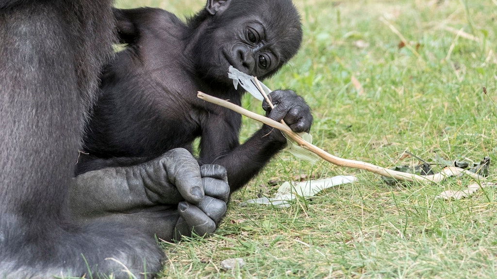 Gorilla-Baby Tilla: Damit ein neues und modernes Menschenaffenhaus für sie und ihre Artgenossen gebaut werden kann, bittet der Zoo bereits um Spenden.