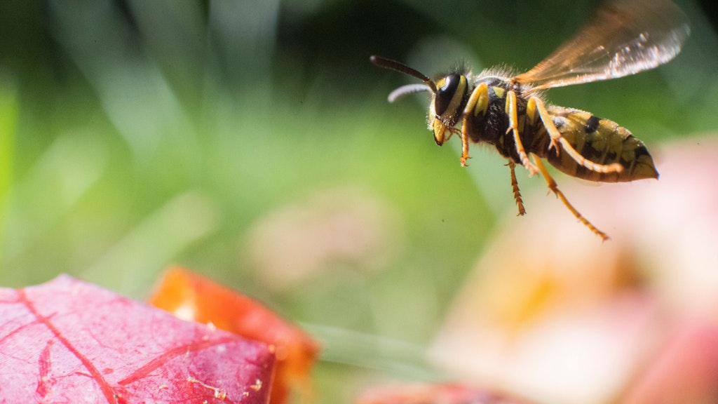 Eine Wespe fliegt über Äpfel in einem Obstgarten.
