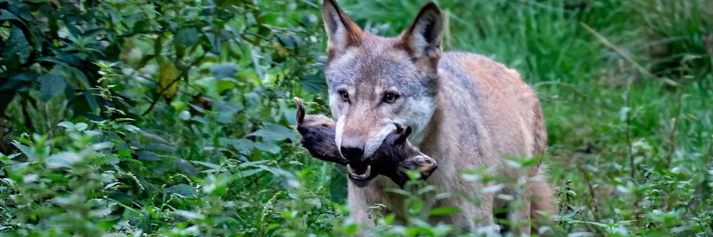 Ein Wolf bei Chemnitz – bundesweit steigt die Zahl gerissener Weidetiere.