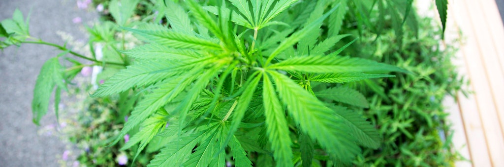 Hanf-Produkte sind beliebt, bei Lidl prüft die Polizei jetzt, ob die Cannabis-Produkte gegen die gesetzlichen Vorgaben verstoßen.