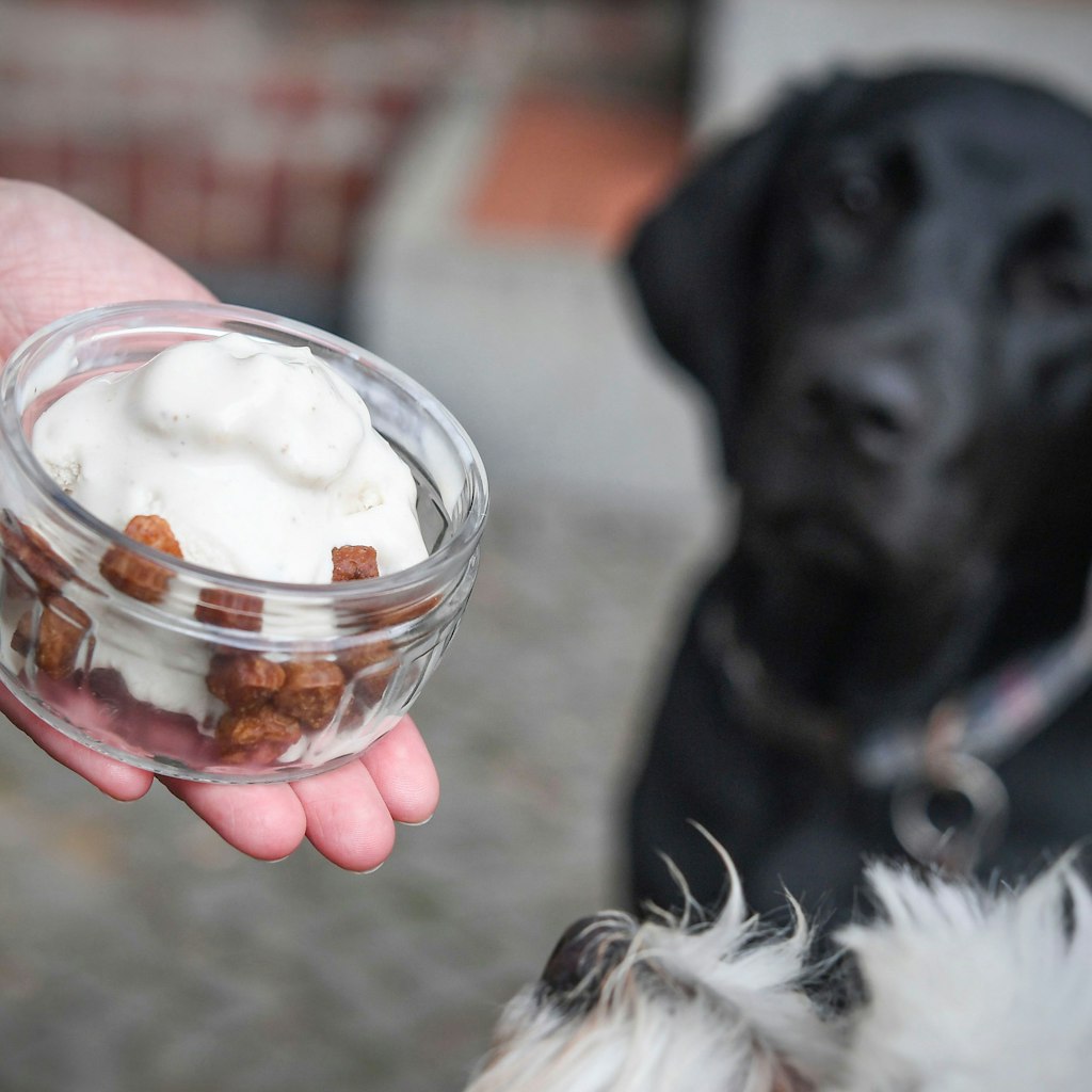 Haushund Bonnie ist ganz heiß auf Hunde-Eis.<br>