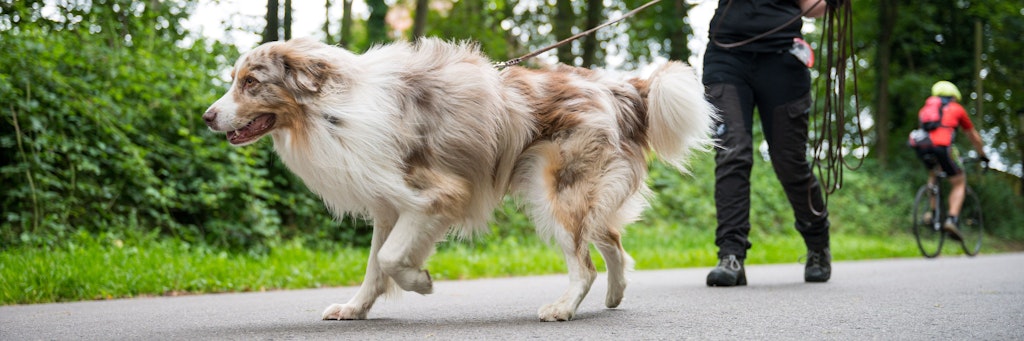 Shepherd Toni folgt an der Leine von Corinna Speicher der Fährte eines anderen Hundes. Der Verein Schnüffelhelden hilft beim Auffinden entlaufener Hunde. 