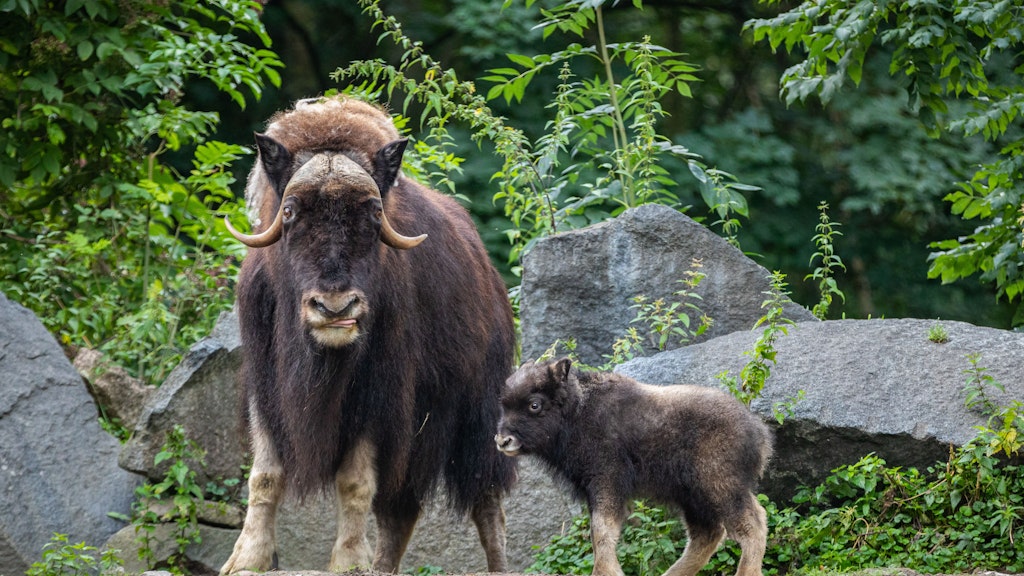 Familienglück bei den Moschusochsen im Tierpark: Mama Peppels mit ihrer Tochter Jeppel.