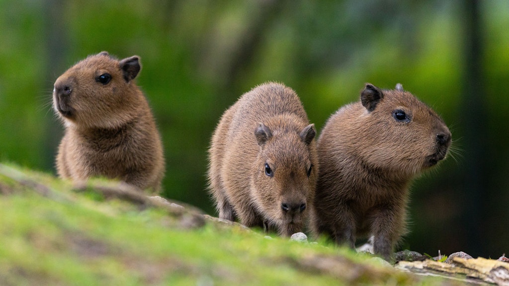 Die Wasserschweinchen Lotte, Merle und Wilma wurden im Zoo geboren, bekamen jetzt ihre Namen.