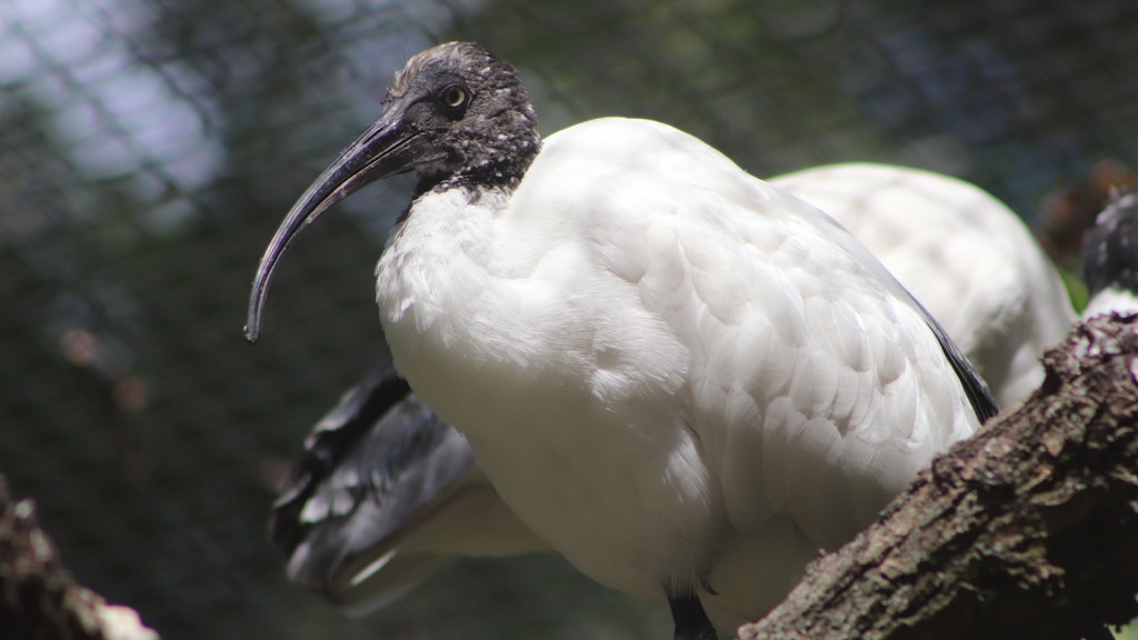Der Hellaugenibis kam aus Niedersachen nach Berlin, ist jetzt im Tierpark zu bestaunen. 