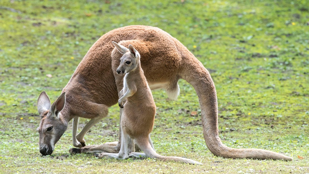 Im Tierpark zeigt sich Känguru-Mama Mary mit ihrem Jungtier.