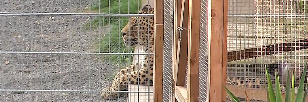 Ein Leopard liegt in seinem Gehege.
