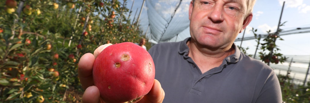 Werner Leibinger, Betriebsleiter des „Kompetenzzentrums Obstbau Bodensee“, zeigt einen von Hagel beschädigten Apfel. Unwetter, Stürme und Hagelschläge wirken sich auf die Obsternte aus .