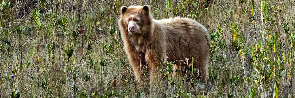 In Peru haben Forscher einen lebenden Verwandten der Kinderbuchfigur „Paddington“ entdeckt. Die Wissenschaftler konnten den Brillenbär mit nahezu goldenem Fell im Norden des Landes beobachten.