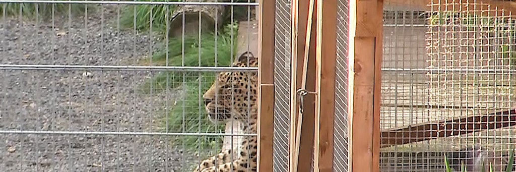 Ein Leopard liegt in Nebra, Sachsen-Anhalt, in seinem Gehege. 