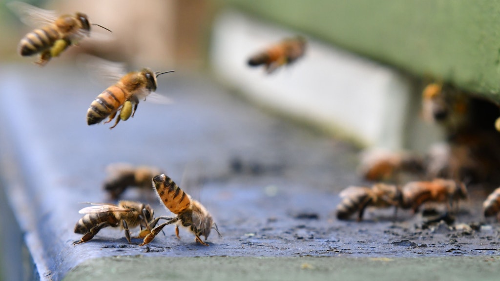 500 000 Bienen gehören zu Hochzeiten einem Volk an. Ohne sie sähen wir ganz schön alt aus. <br>