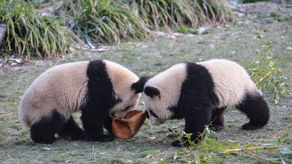 Bewegungsmuffel wie andere Pandas sind die Zwillinge nicht: Gern raufen sich Pit und Paule auch um einen Fußball. 