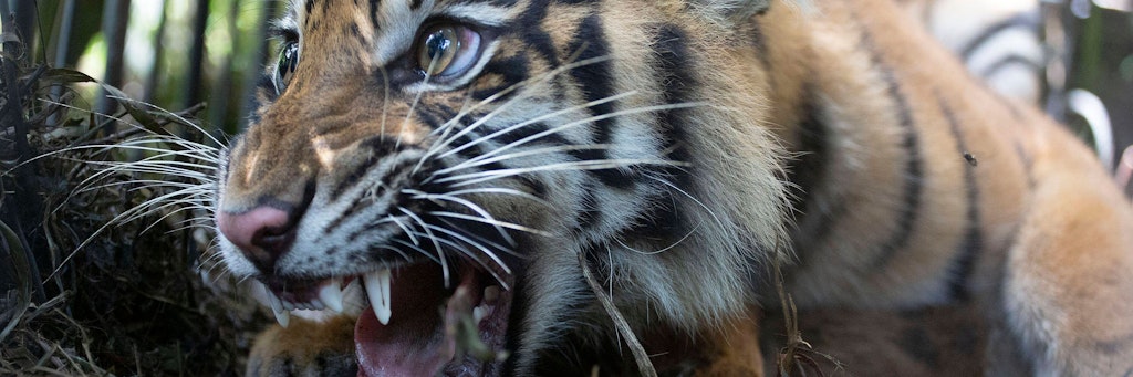 Sumatra-Tiger (Symbolbild)
