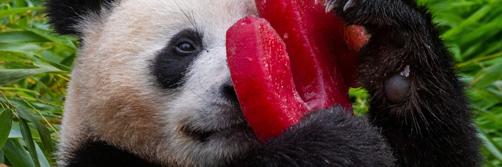 Muss das Auge gekühlt werden? Panda Paule spielt mit der 2 aus gefrorenen Gemüsesäften herum.