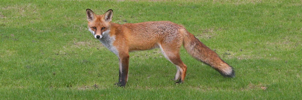 Ein Rotfuchs steht auf dem Rasen des Garten von Schloss Bellevue, dem Amtssitz des Bundespräsidenten, und beobachtet die Umgebung. Der sogenannte „Präsidentenfuchs“ wurde auf den Namen „Theo“ getauft und genießt in dem gesicherten Areal alle Freiheiten.