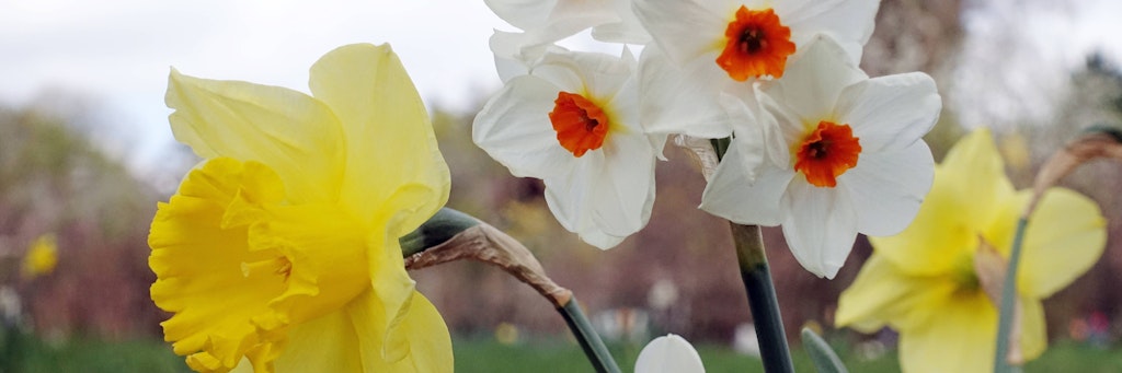 Um im Frühjahr Freude an Narzissen und anderen Frühlingsblumen zu haben, müssen die Zwiebeln im Herbst in die Erde. Sie brauchen den Kälteschock des Winters.