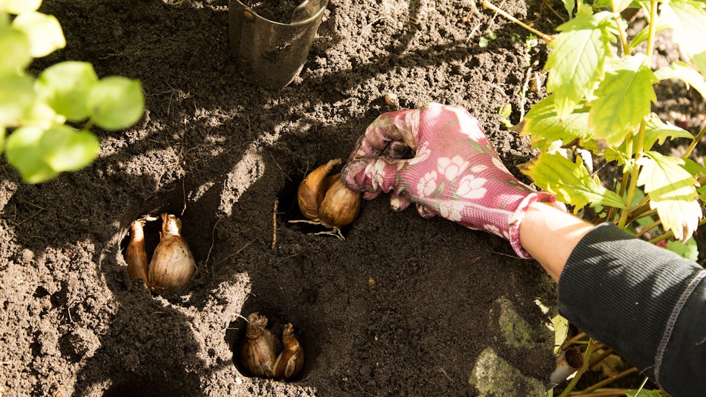 Solange die Herbstsonne noch scheint: Jetzt ist die richtige Zeit, Zwiebelblumen, die im Frühjahr blühen sollen, in die Erde zu geben. 