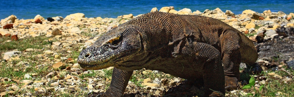 Der Komodowaran ist die größte Echse der Welt und steht jetzt auch auf der Roten Liste.