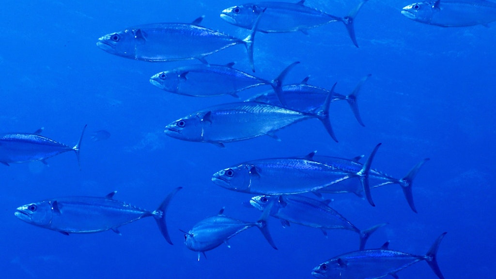 Gute Nachricht: Manche Thunfisch-Bestände haben sich erholt.