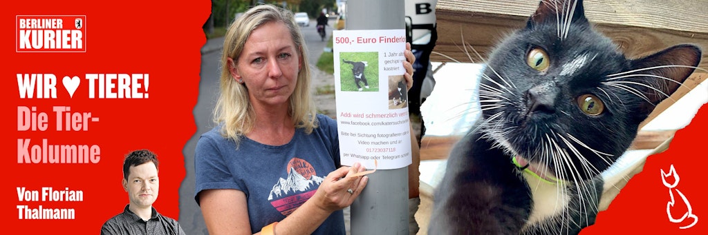 Joanna Hein sucht seit vier Monaten nach ihrem Kater Addi, gerade anderthalb Jahre alt. Eines seiner Merkmale: Auf der Stirn hat er einen weißen Strich.