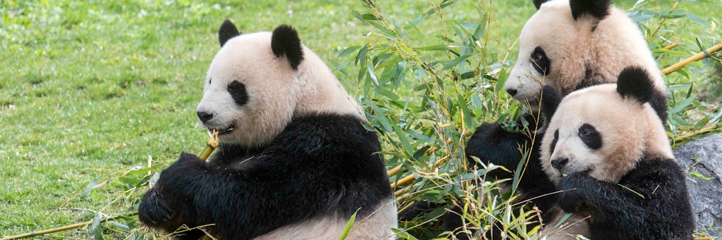 Panda-Mama Meng Meng und ihre Zwillinge Pit und Paule: Auch die Stars des Berliner Zoos schafften es nicht, dass in der Pandemie mehr Besucher kamen. 