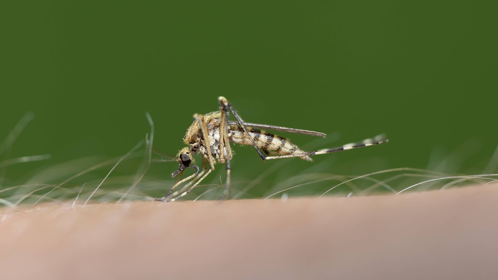 Der Klimawandel begünstigt die Ausbreitung von Mücken, die Krankheiten übertragen. 