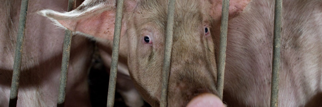 Blick in einen Schweinestall. (Symbolfoto)