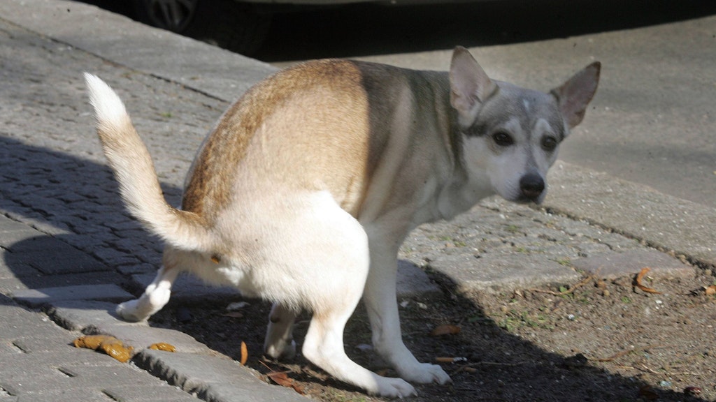 Die Hundekacke landet auf dem Bürgersteig - ein unschönes Bild, das einem in Berlin auf Schritt und Tritt begegnet. <br><br>