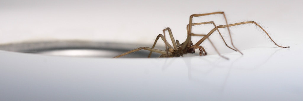 Große Hauswinkelspinne – im Herbst bauen sie sich gern einen Unterschlupf in der Wohnung.