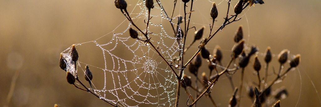 Etwas Unordnung im Garten bietet Insekten und Spinnen die Gelegenheit, sich breitzumachen – und lässt bei Frühnebel unzählige Tautropfen glitzern.