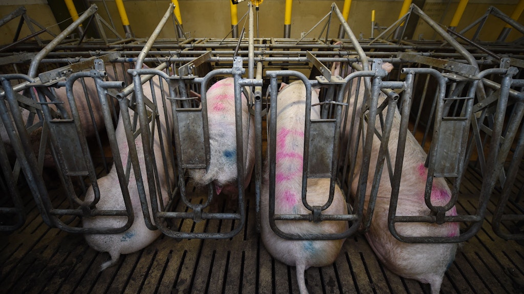 Zuchtsauen in engen Boxen. Das Land Berlin will diese Art der Schweinehaltung von Karlsruhe untersagen lassen, obwohl sich eine Ländermehrheit auf ein Verbot in acht Jahren geeinigt hat. Bayerns Agrarministerin Kaniber kritisiert die Klage scharf. 