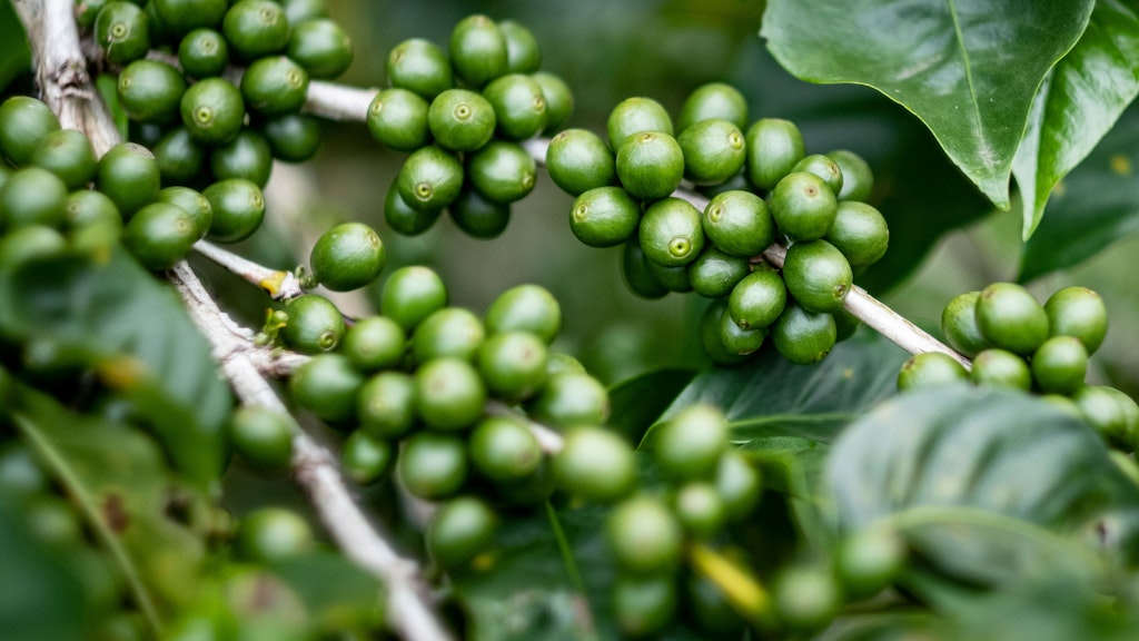 Unreife Kaffeebohnen der Arabica-Sorte hängen an einer Kaffee-Pflanze. 