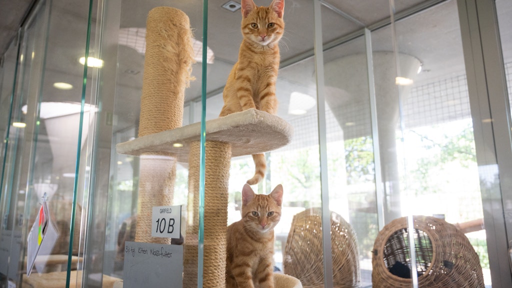 Katzen und Kinder profitieren von dem Projekt.