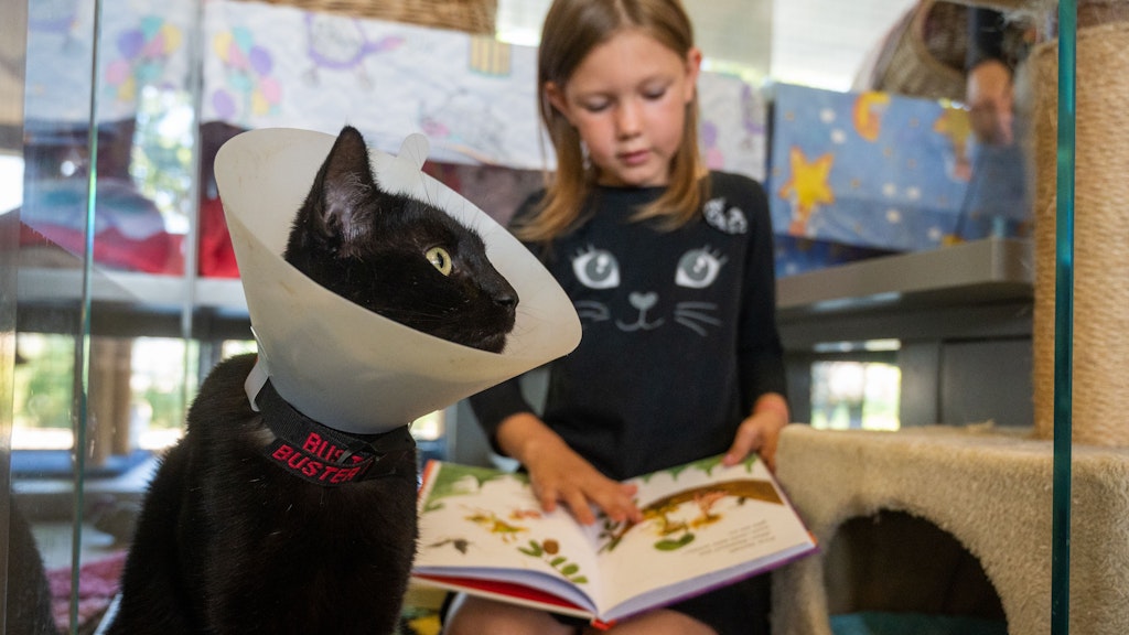Der Kater Horst sitzt in seiner Box im Tierheim Berlin, während Fiona aus einem Buch vorliest. 