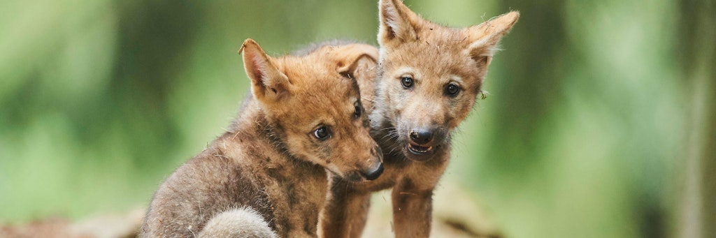 Wolfsjungen beim Spielen. Jetzt wurden zwei tote Jungtiere in der Elbe bei Boitzenburg gefunden. 