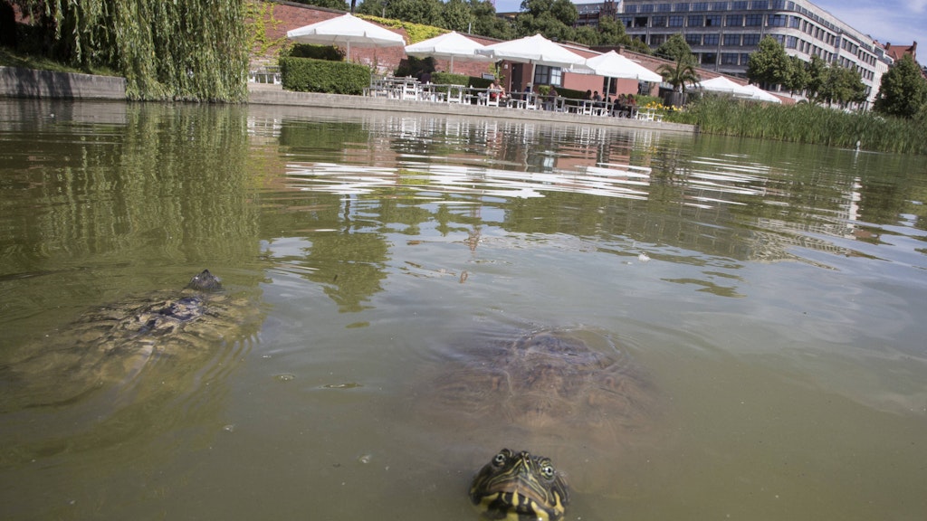 Im Engelbecken in Kreuzberg leben inzwischen zahlreiche Wasserschildkröten. Wer die Tiere dort reingesetzt hat, ist nicht bekannt. 