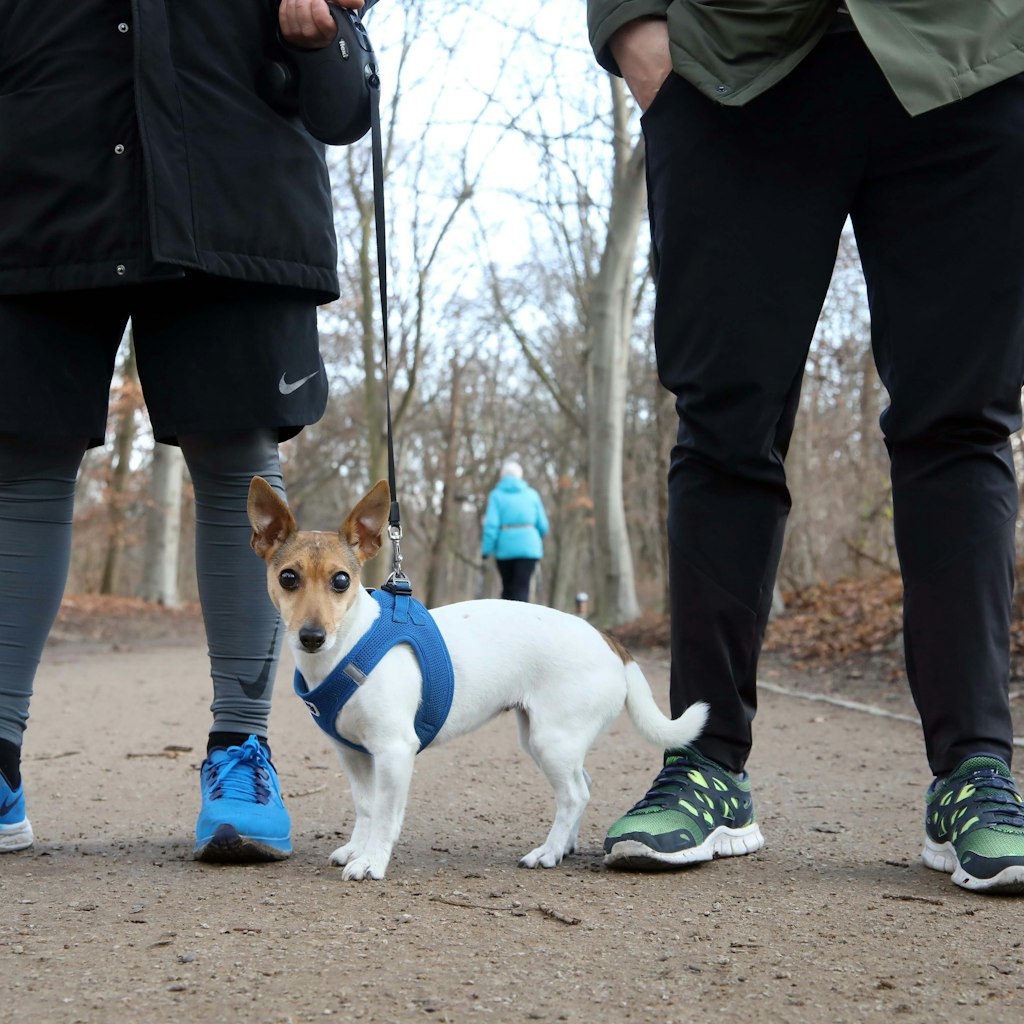 Jack-Russel-Dame Paula macht sich bereit, um mit ihrem Herrchen im Tiergarten zu joggen.