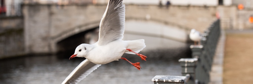 Eine Möwe fliegt am Spreekanal. 