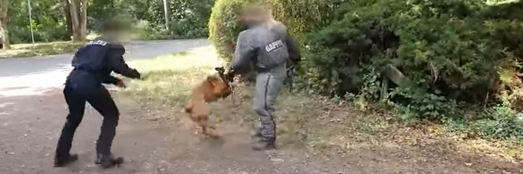 In dem Video prügeln die Polizistinnen immer wieder auf den Hund ein.
