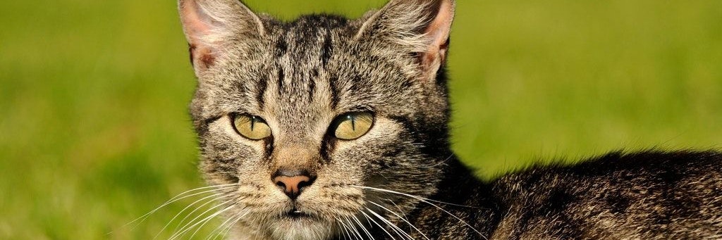 Eine Katze im Freien (Symbolbild).