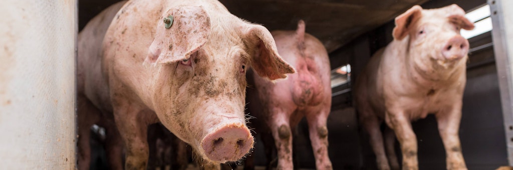 Schweine auf einem Tiertransporter. 