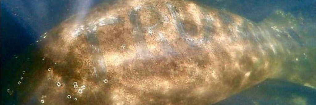 Beim genauen Hinsehen erkannt man: Unbekannte haben die Algenschicht der Seekuh zerkratzt