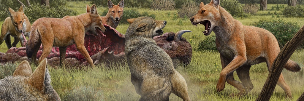 Die Illustration zeigt ein Rudel Canis dirus, die ihre Bisonbeute fressen, während sich zwei graue Wölfe (Canis lupus) nähern. 