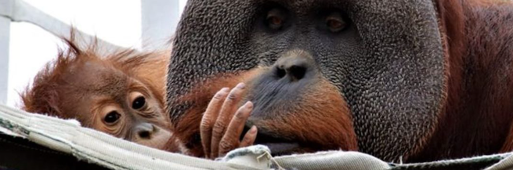 Orang Utan Berani mit seiner Tochter Cerah.